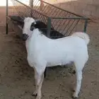 مشروع فحل بيشي العمر سبع شهور