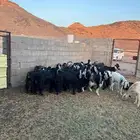 تم البيع معزا عارضيه صنف الصنف عدد 21 بالفحل