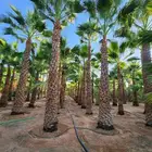 نخيل واشنطني