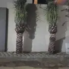 لتعديل جميع انواع النخيل والاشجار