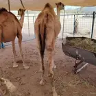 قعدان صومالية بسعر خاص