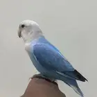 روز أليف تم البيع