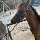 مهر شعبي