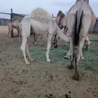 قعود مفرود فل شحم للبيع