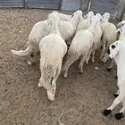 سواكن للبيع شحم الراشديه خلف مشاهير دبي