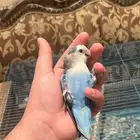 ذكر روز منتج واليف