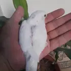 روز فرخ روز البينو غر تم البيع