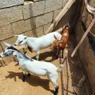 تيوس بلدي