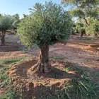 شجر زيتون معمر