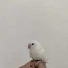 طير روز اليف