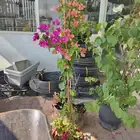 مزارع ومنسق حدائق