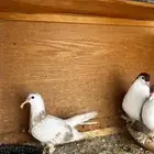 للبيع زوج لاهوري ومعه ولد و منتج شرط