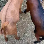 تيوس بلادي العدد 2الموقع العيدابي