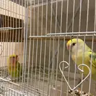 زوج روز عنده بيض