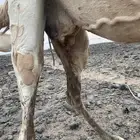 لقحه وضحا للبيع