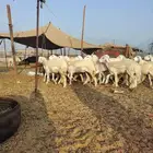 رخال حريه كفو