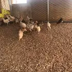 البيع فروخ بلدي طيبه