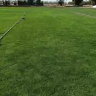 للتوصيل نجيله خضراء