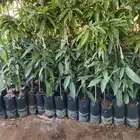 شتلات مانجو