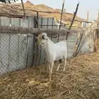 تيس فحل بيشي فاخر