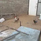 دجاج فيومي