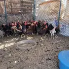 نعرض لكم بيع دجاج بلدي