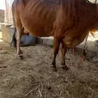 بقرة ناتج