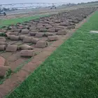 نجيله خضراء نباتات طبيعيه