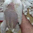 مسلخ ذبح دجاج حي لاحم الموقع ضرما