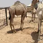 قعود للبيع العمولة في ذمة المشتري