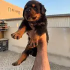 روت وايلر مستوى بطل