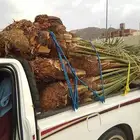 معنا هاذا النخل طالع بتجاه الطايف مكه جده