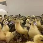 صوص بط بلدي او سوداني او مسكوفي للبيع