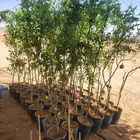 موسم الحمضيات بد با جميع انواع ومقستاها مع التوصيل وزرعه