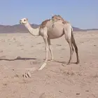 بكار حقايق طيبات