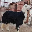 مشروع فحل نجدي صنف