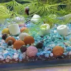 Ramshorn snail and molly fish