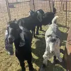 البيع تيوس مخاصي طيب. تم البيع