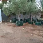 اشجار جميع النواع الزيتون المثمر