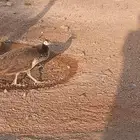 طاووس