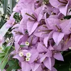 جميع انواع والوان الجهنمية متوفرة لدى حدائق جنة البدر للجملة