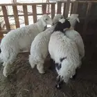 خرفان حري جبره عدد 4عمارها 10 شهور
