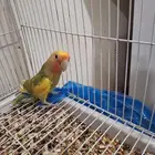 ذكر روز مع تحليل لاتينو اورنج فيس العمر 6 شهور نشبط ومغرد