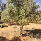 شجر الزيتون المعمر والمفرع جميع المقاسات متوفره