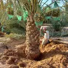 نخل مثمر نخيل واشنطني زينه خلاص ونانه صقعي هلالي شيشي برحي