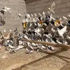 حمام جوز
