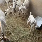 المظيلف معزا ولد للبيع