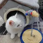 شيرازي بيضا للبيع مع كل أغراضها