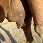 سلام عليكم ورحمة الله وبركاته