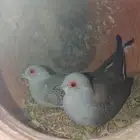 طيور ماسي ذكر و انثى